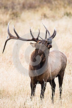 Vertical photograph of bugling elk