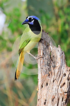 Vertical photograph of colorful green jay