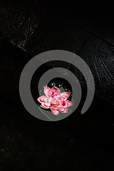Vibrant Pink Lotus Flower Floating in Dark Still Water at Night with Sharp Contrast and Moody Dramatic Lighting