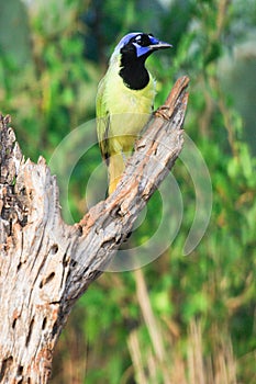 Vertical photograph of green jay