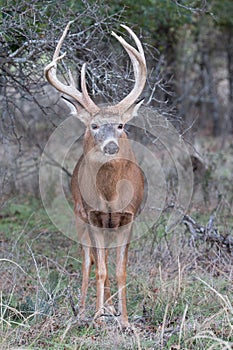 Vertical photograph of a heavy and high racked whitetail buck photo