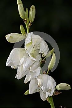 Vertical Photograph, of isolated Yucca plants white flowers against a dark background