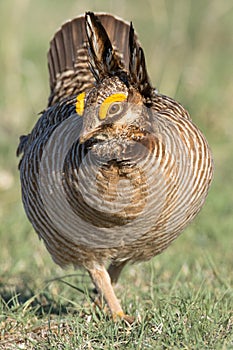 Vertical photograph of lesser prairie chicken strutting