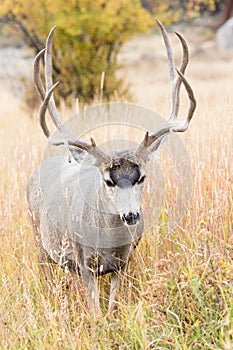 Vertical photograph of mule deer buck