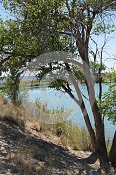 Vertical Photograph of a Tree on the Shore of a Summer Lake
