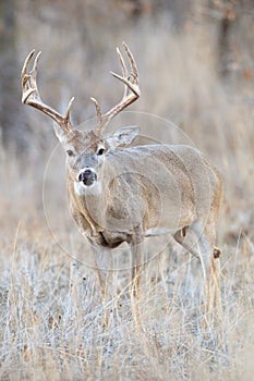 Vertical photograph of whitetail buck