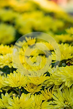 Vertical photograph of yellow flowers in defocus, for use as a background