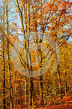 Vertical photography of the autumn trees with colorful fall leaves. Autumn forest, fall foliage. Blue sky above the tree