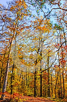 Vertical photography of the autumn trees with colorful fall leaves. Autumn forest, fall foliage. Blue sky above the tree branches