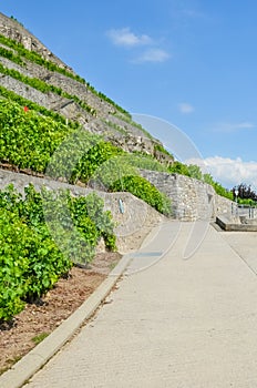 Vertical photography of scenic path along terraced vineyards. Vineyard on hills along Geneva Lake, Switzerland. Famous Lavaux wine