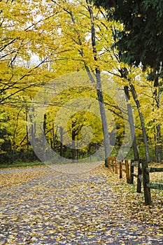 Vertical picture of Autumn trees and fallen leaves.