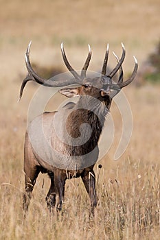 Vertical Picture of big bull elk bugling photo