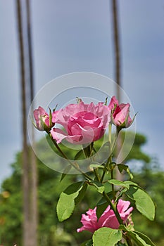 Big pink rose with two closed cocoons photo