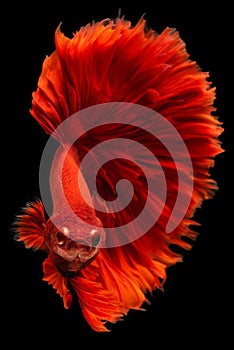 Vertical picture of bright red betta fish gracefully fluttered through the water its fins flowing like vibrant silk in a