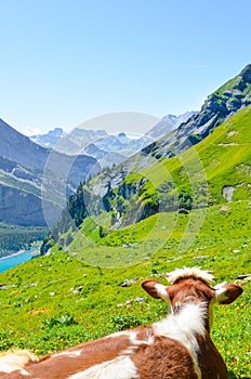 Vertical picture of brown white cow lying on the hills by Oeschinen Lake in Switzerland. Swiss summer. Switzerland landscape,