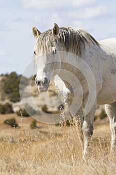 Vertical picture of dominant stallion in national park in North Dakota