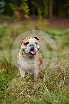 Vertical picture of English Bulldogge in the field