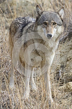 Vertical picture of female timber wolf