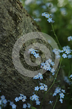 Vertical picture of Forget-me-not flowers against a tree