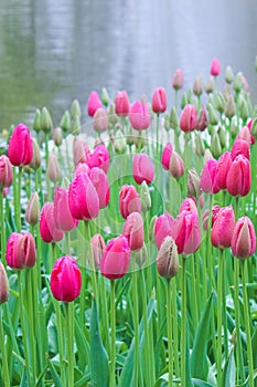 Vertical picture of fuchsia tulips taken on a misty morning in fog and rain. Raindrops on tulip flowers and in background. White