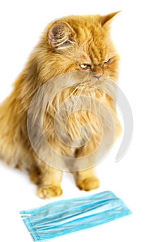 Vertical picture of ginger red unhappy persian cat and medical mask on white background. Protection during pandemic for animals.