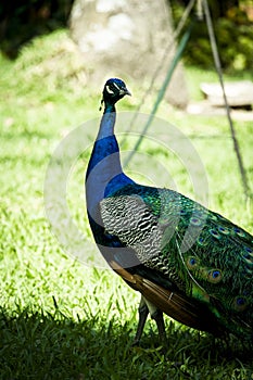 Vertical picture of a Pavo Real at \