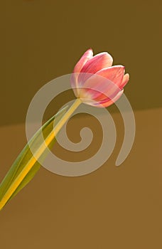 Vertical picture of a pink tulip under the lights against a yellow blurry background