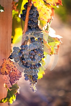 Vertical picture of ripe Cabernet grapes on vine growing in vineyard at sunset time, selective focus, copy space. Vineyards grape