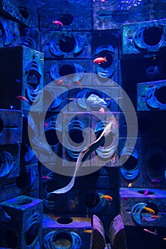 Vertical picture of the sea life in the Lost Chambers Aquarium in Dubai