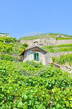 Vertical picture of terraced vineyards on slopes by Lake Geneva, Switzerland. Beautiful Lavaux wine region, UNESCO Heritage. Green