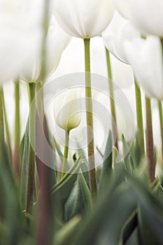 Vertical picture of white tulips in garden with very light sky i