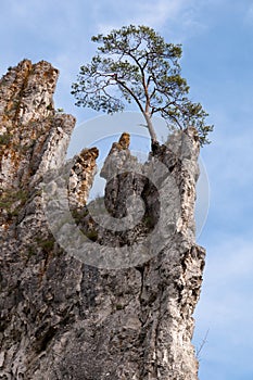 Vertical of a Pine (Pinus) high on a steep cliff