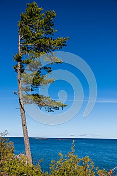 Vertical of a pine tree on shore of Lake Superior on Keweenaw peninsula, Michigan