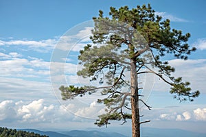 Vertical Pine Tree and Sky
