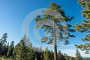 Vertical Pine Tree and Sky