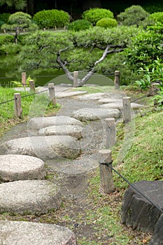 Vertical pine tree, stone road in Japanese zen garden