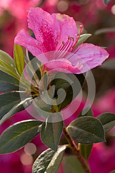 Vertical Pink Azalea Flower In Garden