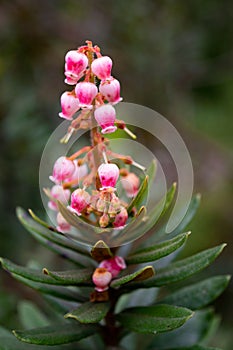 Vertical of pink comarostaphylis flowers in the Ethnobotanical Garden of Oaxaca, Mexico. photo