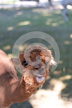 Vertical portrait of an adorable brown alpaca