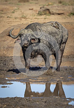 Vertical portrait of an adult african buffalo standing in mud in Kruger Park in South Africa