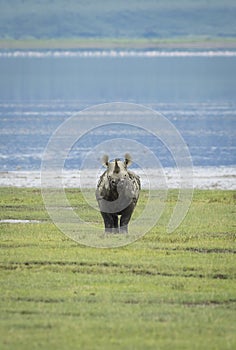 Vertical portrait of an adult black rhino standing alert in Ngorongoro Crater in Tanzania