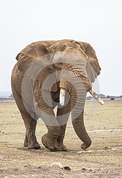 Vertical portrait of an adult elephant bull covered in mudd walking in Amboseli in Kenya