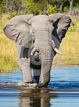 Vertical portrait of an adult elephant walking through river in Khwai Okavango Delta Botswana