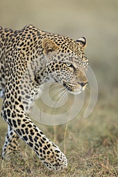 Vertical portrait of an adult leopard in Masai Mara Kenya