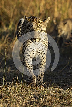 Vertical portrait of an adult leopard walking towards camera in Moremi Okavango Botswana