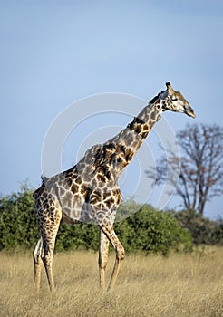 Vertical portrait of an adult male giraffe with ox peckers siting on its neck in Savuti in Botswana