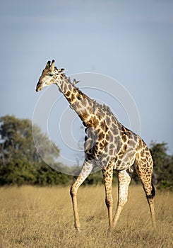 Vertical portrait of an adult male giraffe walking with ox peckers in Botswana