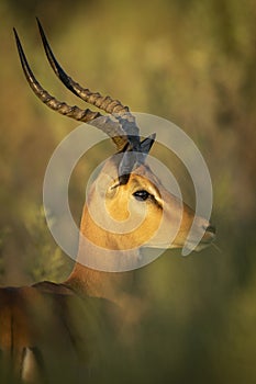 Vertical portrait of an adult male impala in Moremi Okavango Delta in Botswana