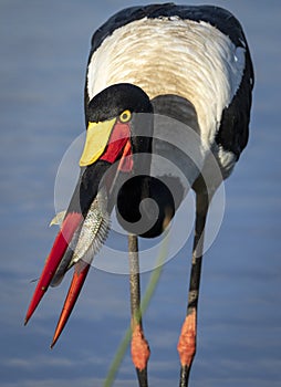 Vertical portrait of an adult saddle billed stork with a fish in its beak in Kruger Park in South Africa