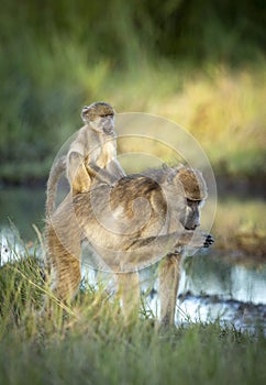 Vertical portrait of baboon mother and her baby sitting on her back in Khwai River in Botswana